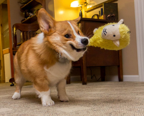 thefrogman:Otis shaking his sheep + high speed shutter = jiggly corgi face shenanigans. 