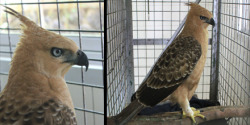 Deveshthephoenix:  (Via Cikananga Wildlife Center - Telsi, The Javan Hawk Eagle Evacuated