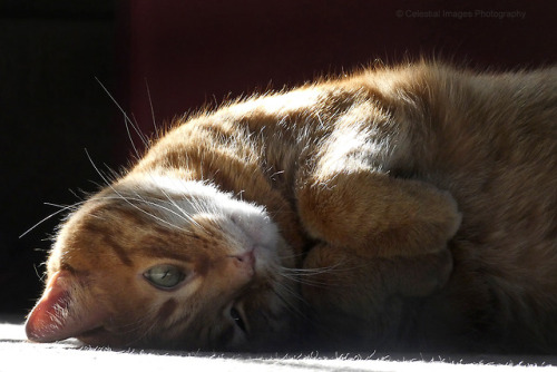 mischiefandmay: Forever the center of the sunbeam And finally, Mischief’s top post of 201