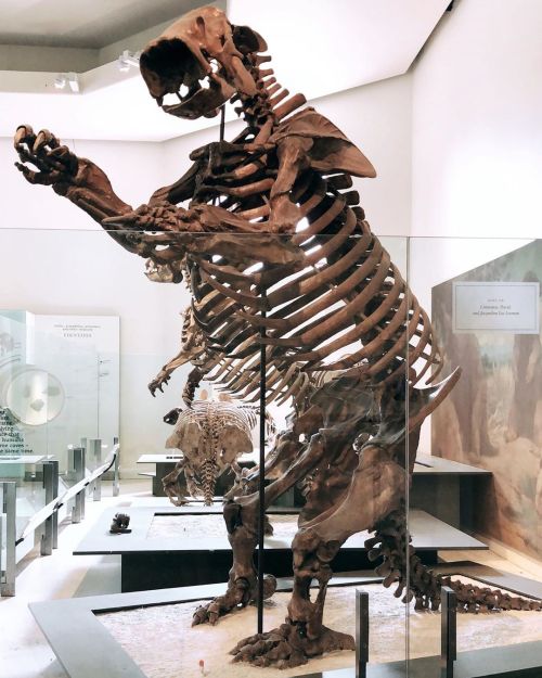amnhnyc:Say “thanks” to Lestodon on National Avocado Day. Why?﻿﻿Because giant ground sloths, like Le