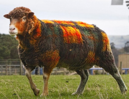 hoodieimp: cottageinthelandserene: A Scottish farmer at Auchingarrich Wildlife Centre fools tourists