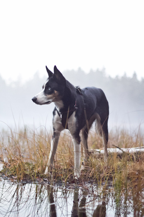 bernesemountaingoat: Mana in the sun by hannord