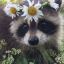 frequentlyferal