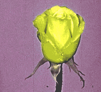 (dedpop)