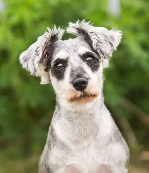 perfectdogs:  Aska’s ear hair growth so far! I’m growing her ears out, and it’s going pretty well.