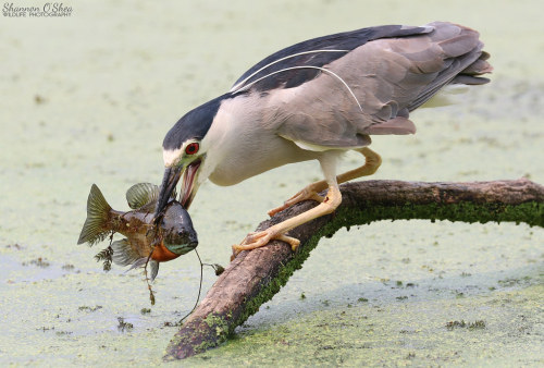 birds-mid-noms:Black-crowned Night-Heron (Nycticorax nycticorax) © Shannon O'Shea Wildlife Photograp