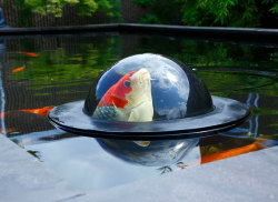 tinyelfqueen:  tumblesheeb:  boredpanda:    Floating See-Through Dome Lets Fish Look At The Outside World    gaze into the ﻿Ｆ  Ｉ  Ｓ  Ｈ  Ｏ  Ｒ  Ｂ and let its inhabitants judge you  NO