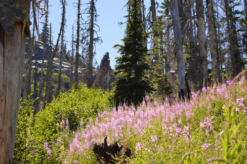Fireweed, Eight Years Later by Mark Knoke