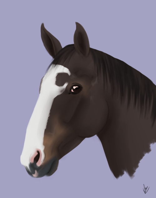 lea-draws-things: Laska i wanted to honour her. she was a beautiful mare rescued by the horse shelte