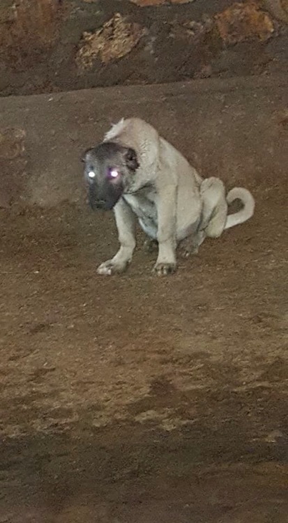 kangal