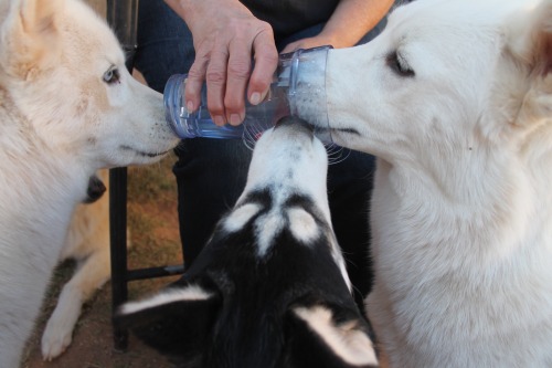 6woofs:  “Mmmm ice cold water and ice!” evolves into "Ouch my face!“ as more huskies arrive. 