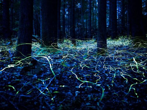 odditiesoflife: Blue Ghost Fireflies, North Carolina A forest floor in North Carolina is traced with