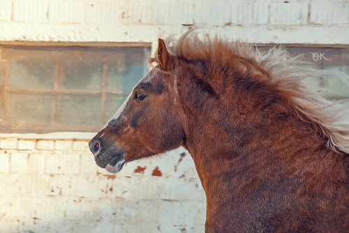russianhorses: Russian Heavy Draft stallion Kaygal  