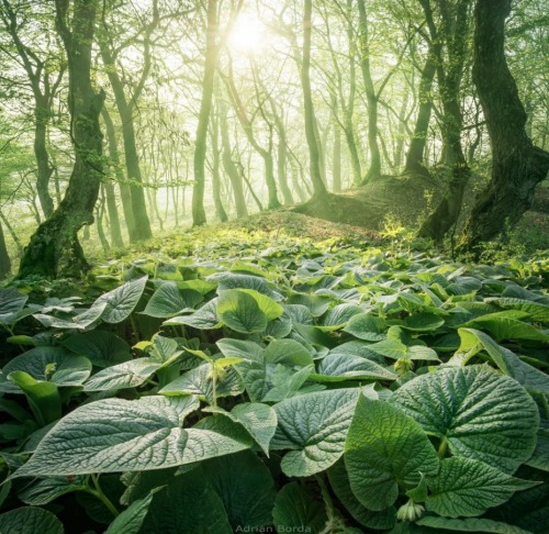 sweetd3lights:   By Adrian Borda