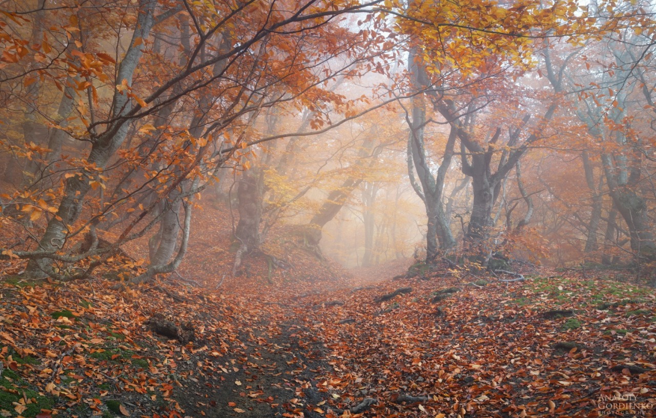 sapphire1707:  Fogs of fall | by Anatoly_G | http://ift.tt/1H1AMWp