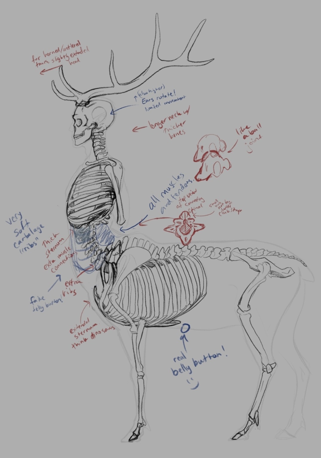 image of an elk centaur skeleton with notes which are discussed below
