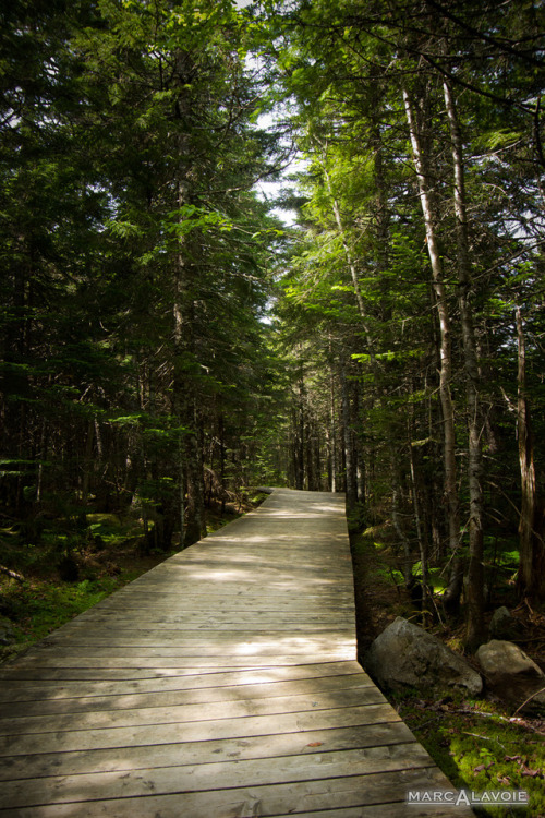 malavoie1:Caribou Meadow TrailOne of the boardwalk sections of the Caribou Meadow Trail at Fundy Nat