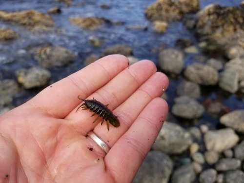 onenicebugperday: Rockweed isopod, Pentidotea wosnesenskii, Idoteidae This marine isopod is found on