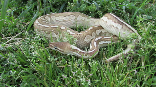 Hawke, Cinnamon X-treme Gene ball python (Python regius).