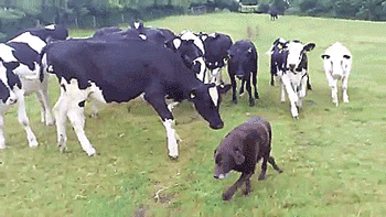tastefullyoffensive:Cows make dog their leader. [full video]