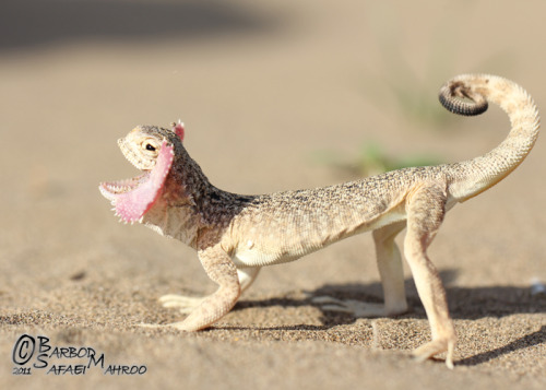 mychestpainwantsacigarette:Toad Headed Agama. What a fascinating little creature.