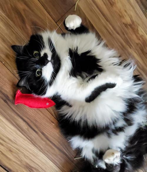 cutecatpics:Tamu and his (catnip) fish! Source: Alt_For_Cats on catpictures.