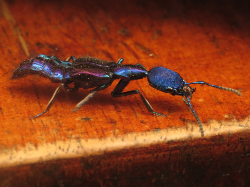 onenicebugperday:Jewel rove beetles in the genus Plochionocerus,Staphylinidae. Found from southern M