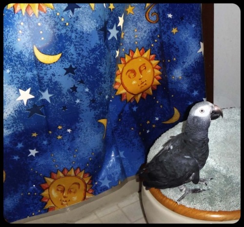 This is the result of crash landing in the crapper! Little John African Grey Parrot!