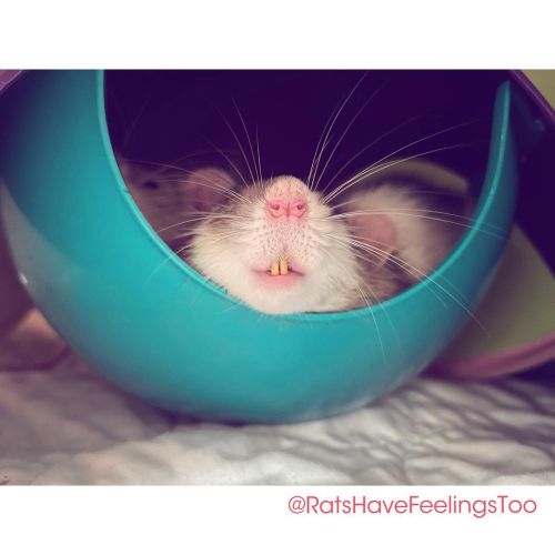 TEEFS. I love it when #ratties are so relaxed that they show their teeth! They look so silly! My rat