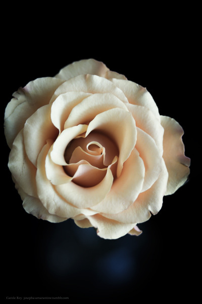 josepha-amarantine:   Old fashion 