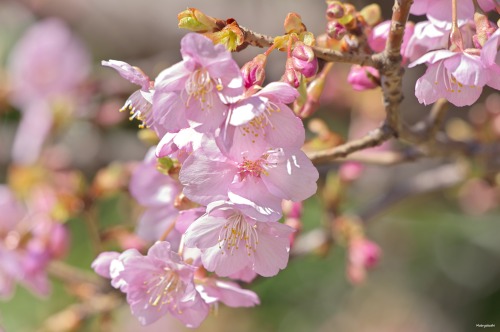 19 February 2021. Cherry blossoms in Tokyo, Japan 