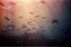 uncoverinq:  A Submerged World (by Robert Hakim) 