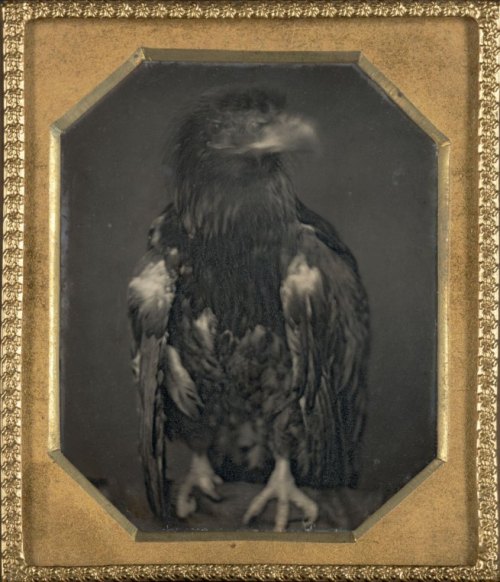 UnknownUntitled (eagle facing left) c. 1850 Daguerreotype, sixth...