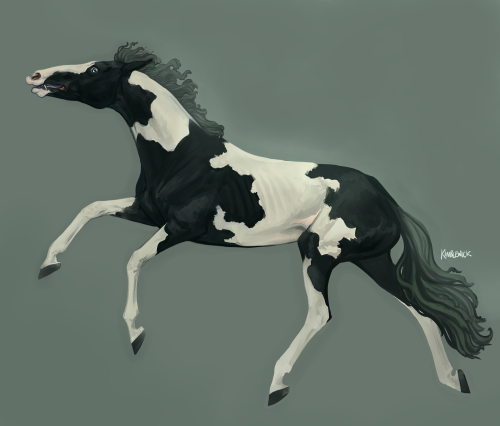 kimblewick:Mutt Malvern’s sea maddened piebald mare from the Scorpio Races, by Maggie Stiefvater. 