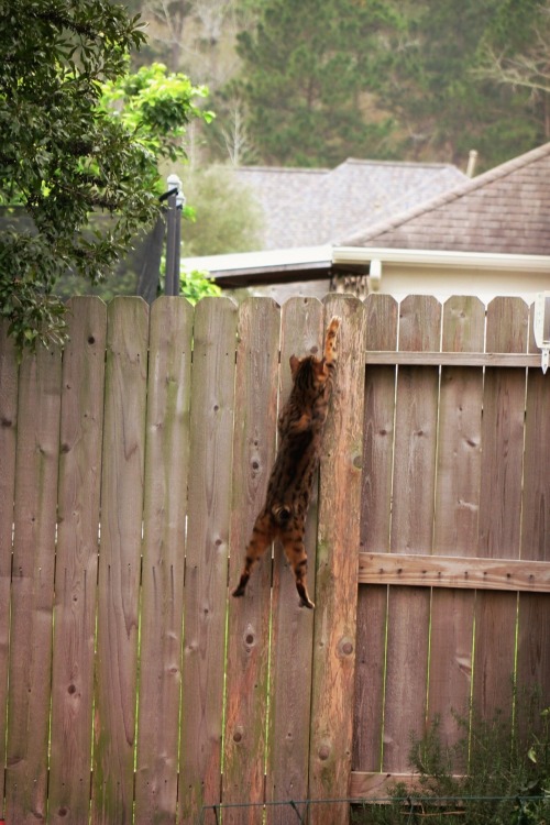 ambermaitrejean: Portraits of neighborhood cats. Magnolia, Texas. Photos by Amber Maitrejean