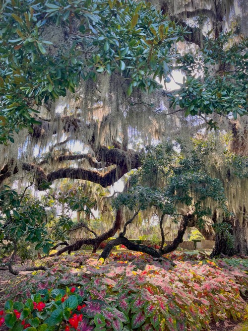 The South Carolina Lowcountry. My Home. My Heaven.