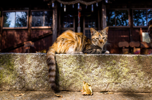 Marser (Japanese, based Shiga, Japan) - From Thrivers on Islands series  Photography (Ogi Island, Ta