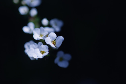 floralls:    white and gold by  cocoaloco  