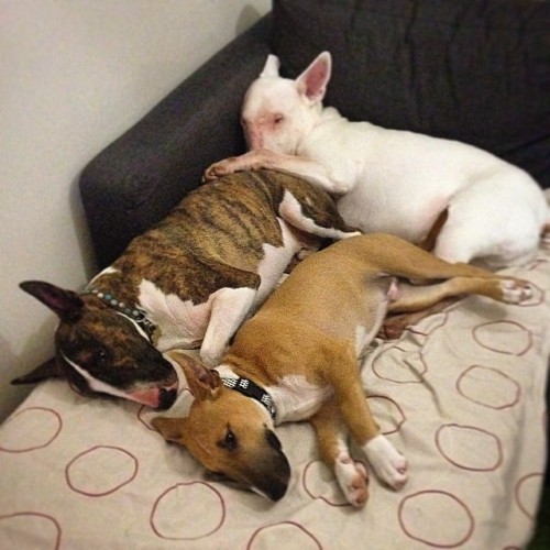 Friday night rage-fest #edmund #albert #bernard #ebt #englishbullterrier #bully #bullylove #bullterr