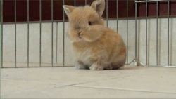 darkgreenmeadow:  Little bunnies  masterdean94