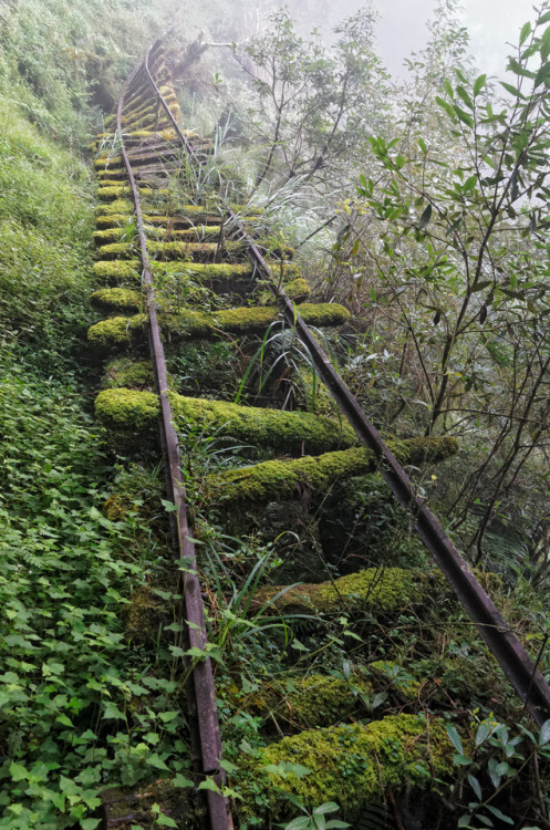 Porn Pics breathtakingdestinations:  Taiwan Hemlock