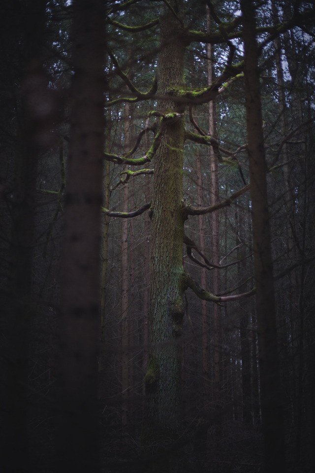 Dark Oak Forest Tumblr Posts Tumbral Com