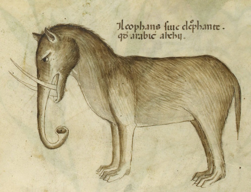 larsdatter:What are these strange, fantastical creatures? Elephants.These illustrators from the 12th