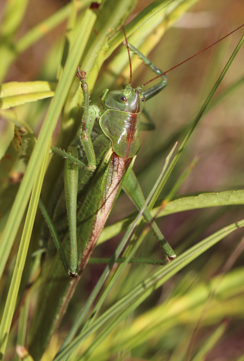 Great Green Bush-Cricket/grön vårtbitare (Tettigonia viridissima).