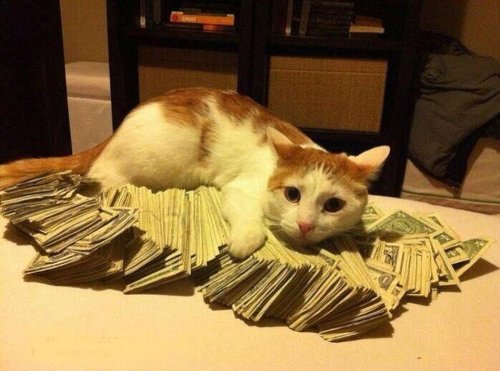 stripperina:  alxbngala:  Money Cats masterpost,   to have your LIFE!! filled with money.  and cats