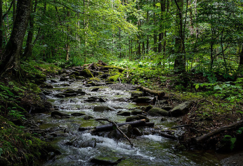 pellinni-photo:wild brook in the dark forest-161803 - wild brook in the dark forest. lovely and fres