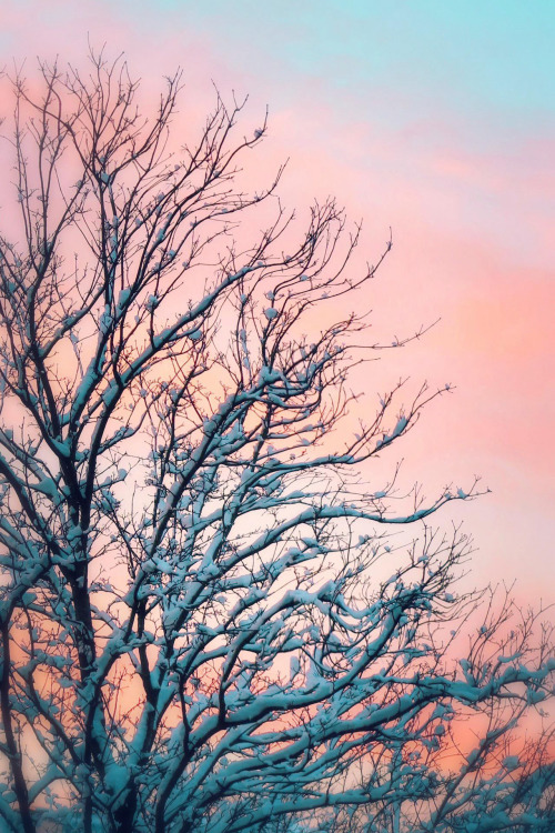 ambermaitrejean: feverish dream…our bodies entwinedin the blush of dawn Photo and haiku by Am