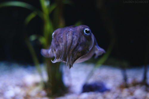 wilwheaton: magicalcuttlefish: laurenschroer: How cute is this little cuttlefish?? SO CUTE If you ev