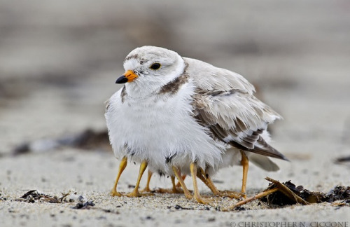 fairy-wren:piping plovers(photos by christopher ciccone)