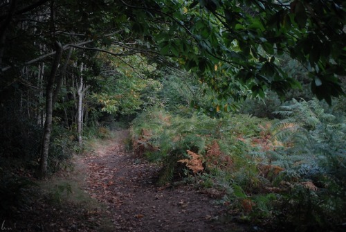 buron: Borthwood iii (10) ©buron - October ‘14